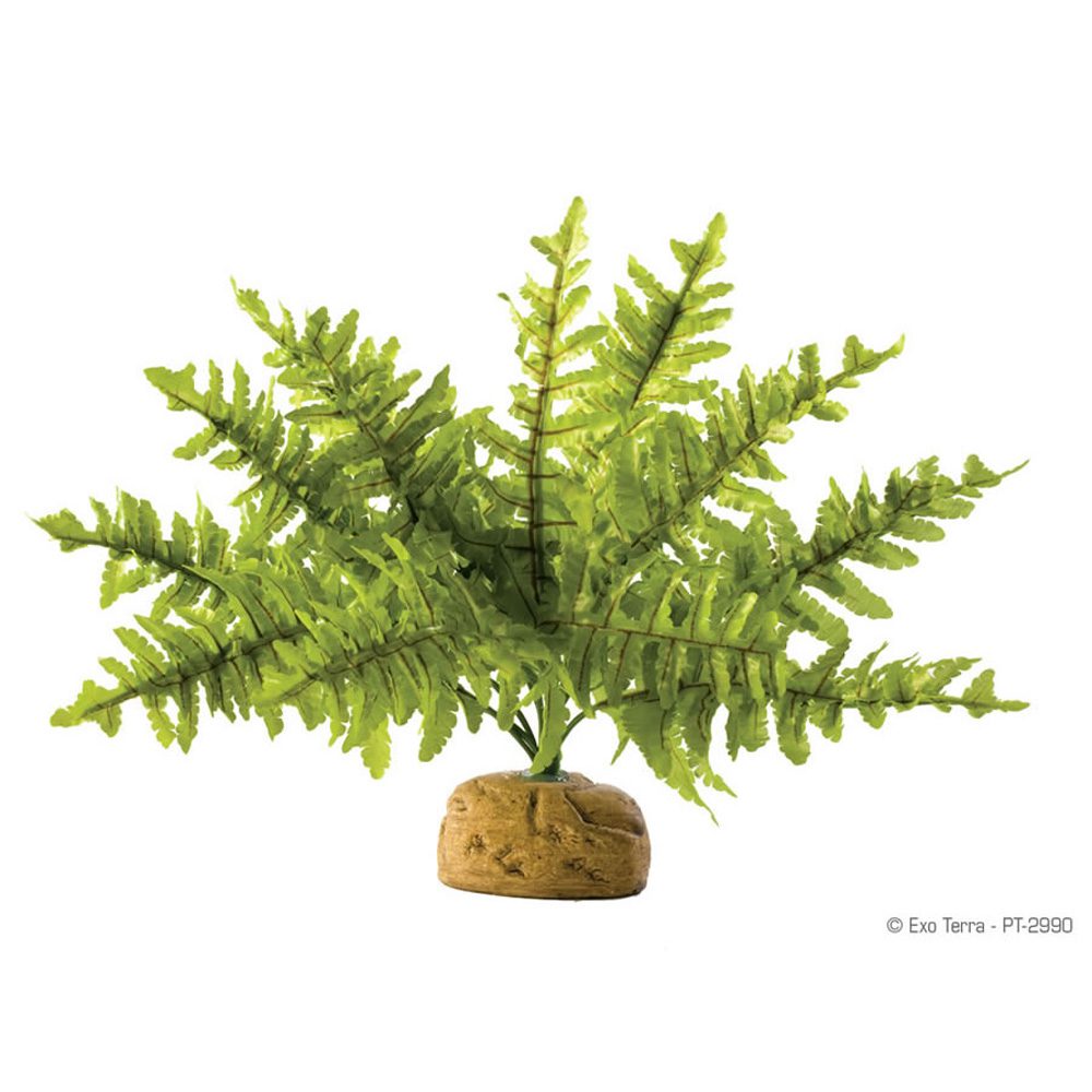 ET Boston Fern Small. PT-2990