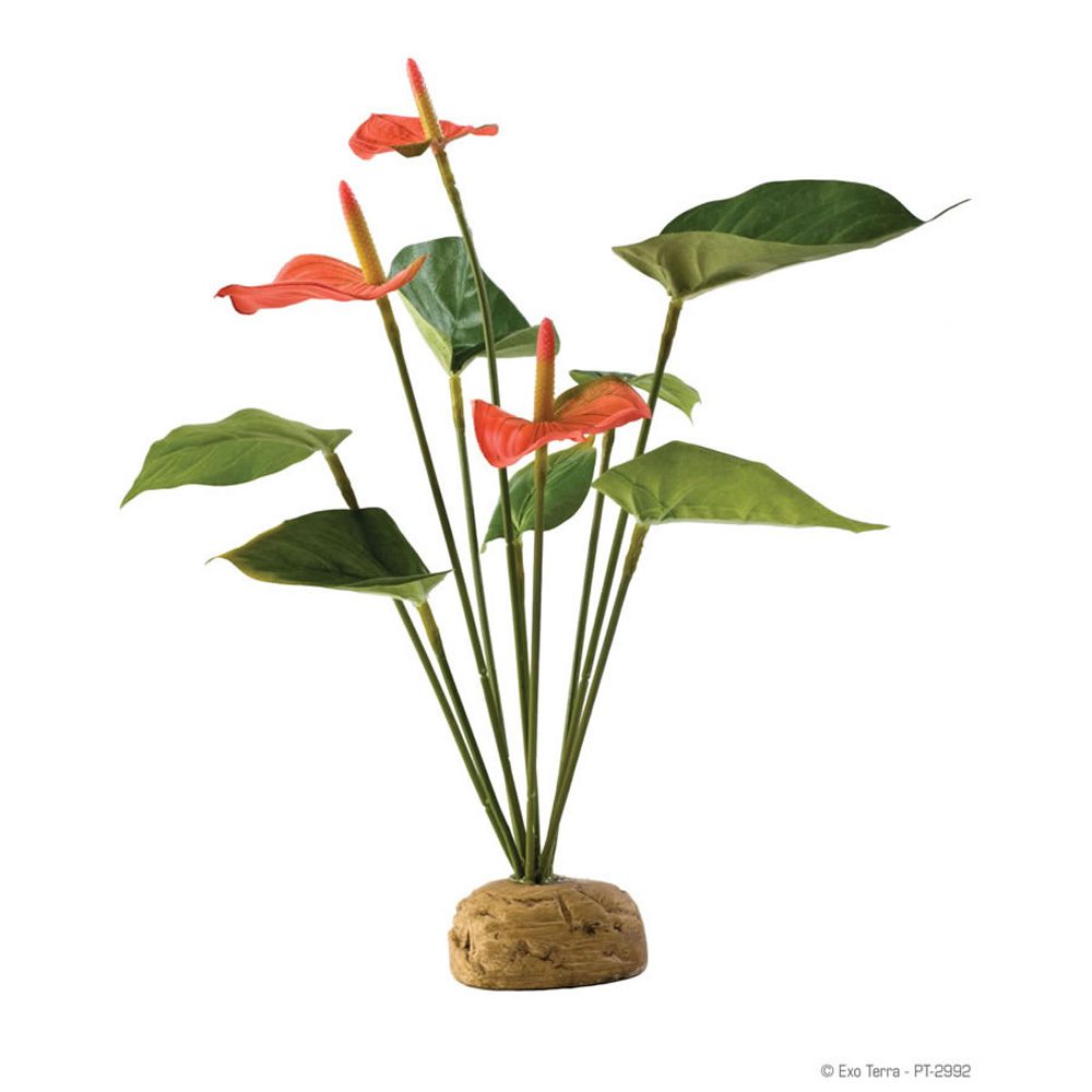 ET Anthurium Bush, PT-2992