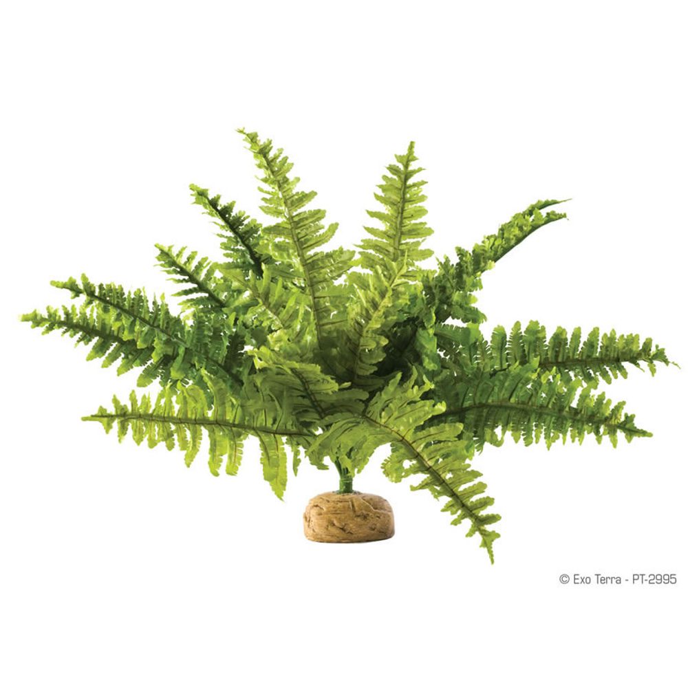 ET Boston Fern Medium, PT-2995