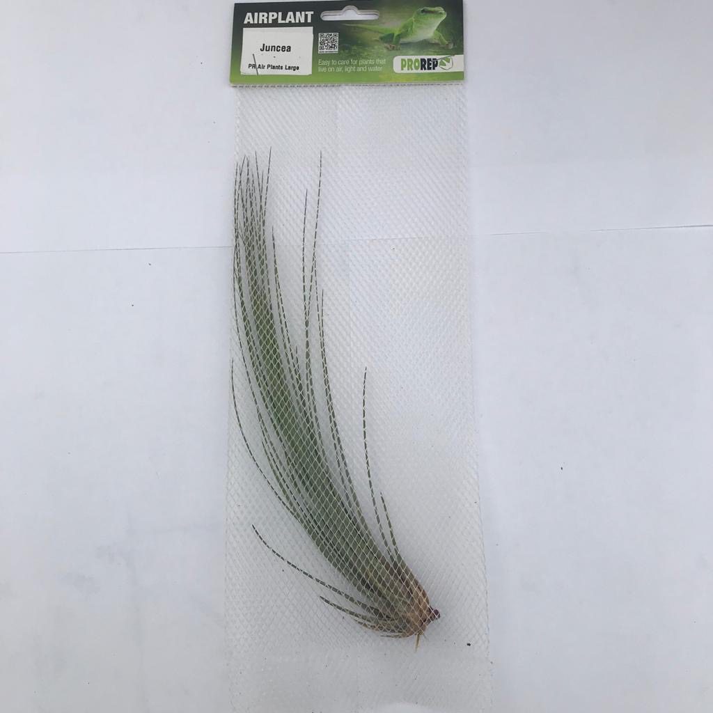 PR Airplant Large Juncea