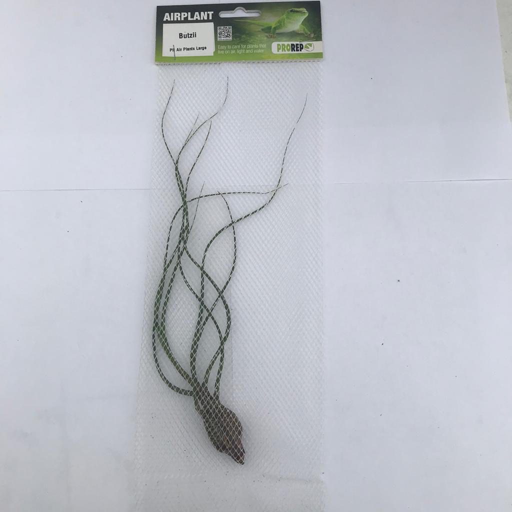 PR Airplant Large Butzii