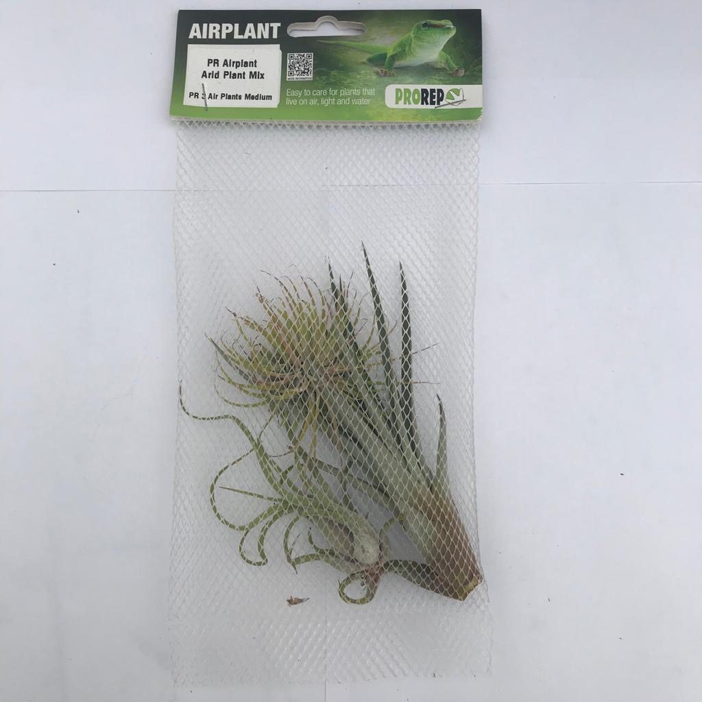 PR Airplant Arid Plant Mix (3 medium plants)