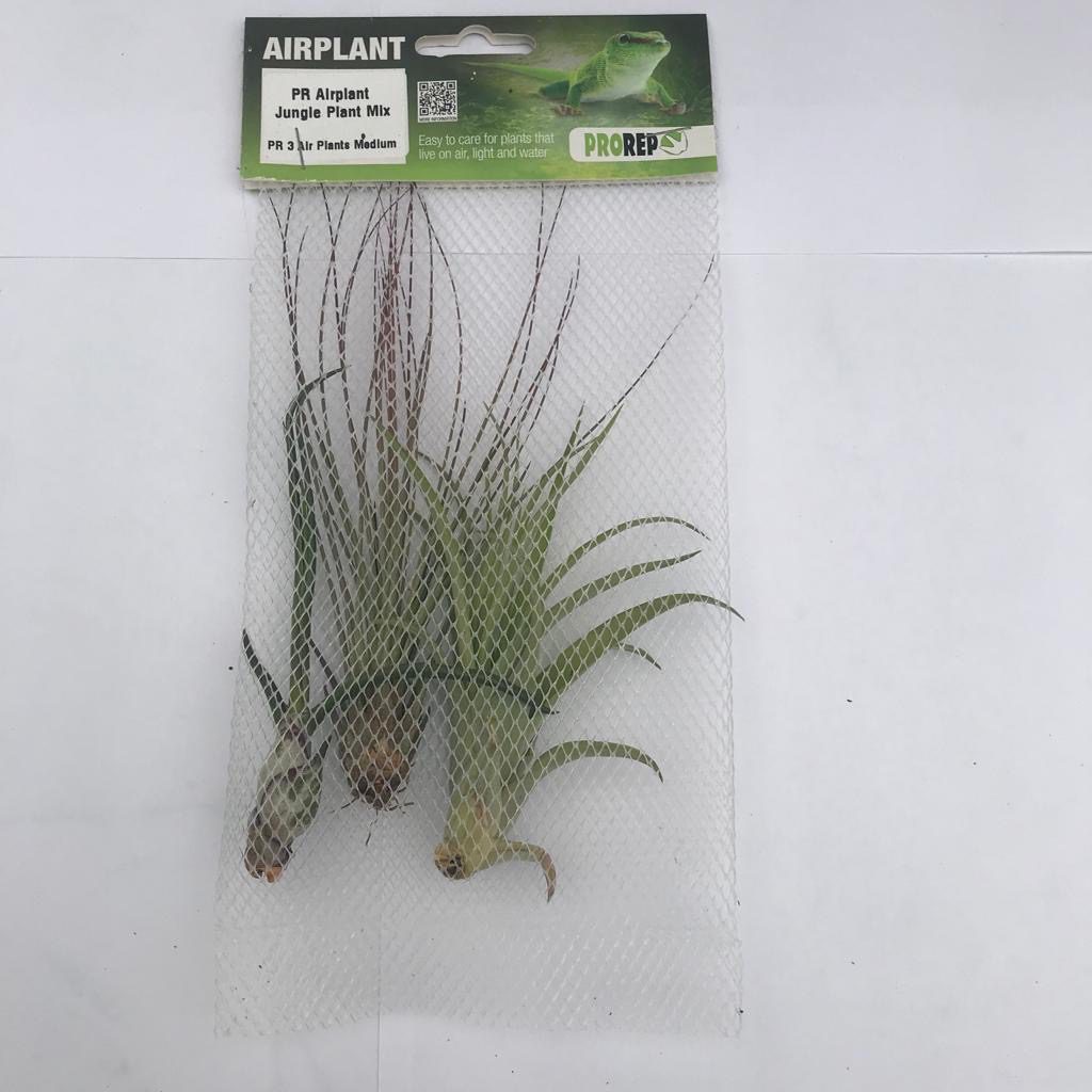 PR Airplant Jungle Plant Mix (3 medium plants)