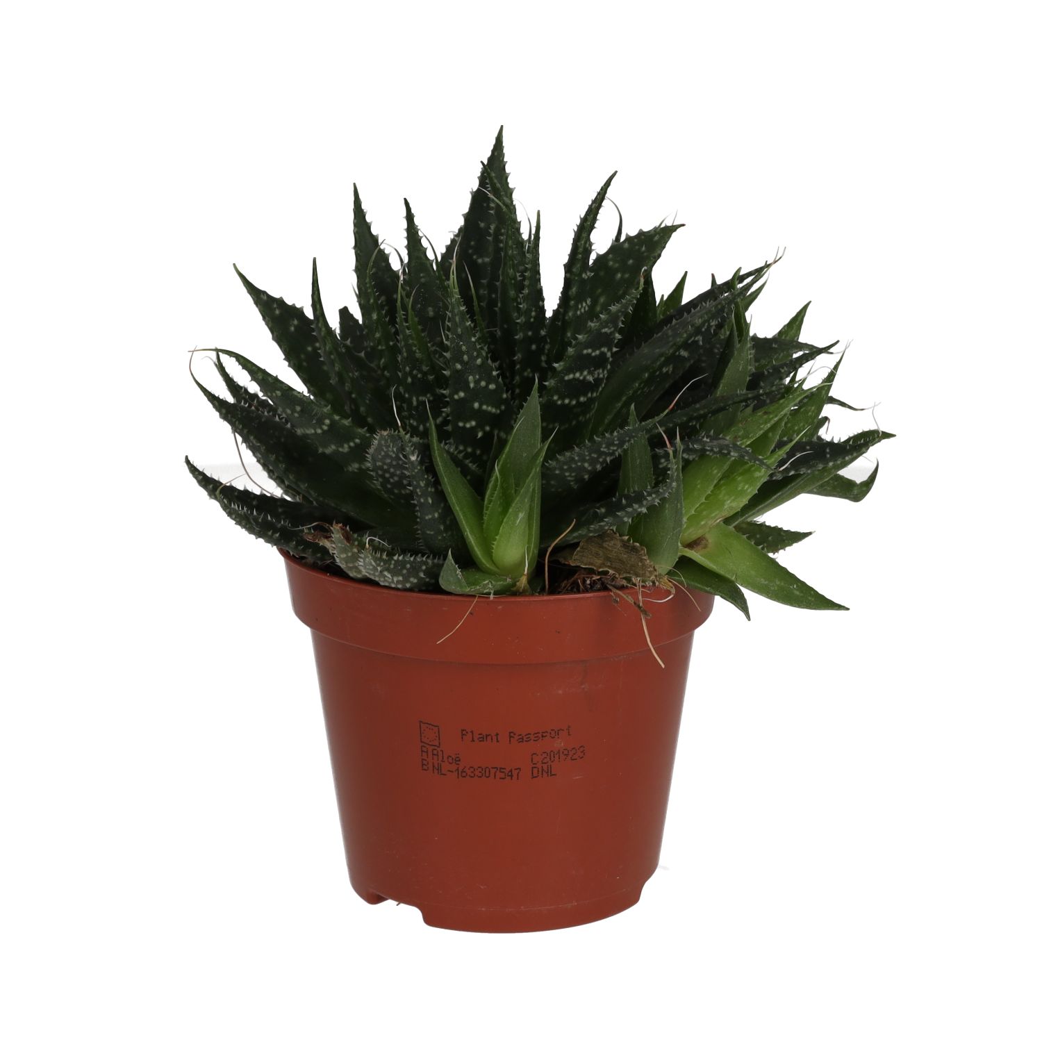 PR Live Plant: Lace Aloe (Medium)