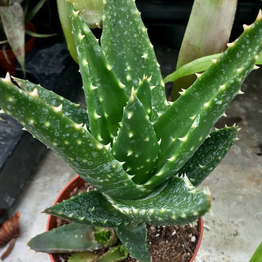 PR Live Plant. Aloe mitriformis (Medium)