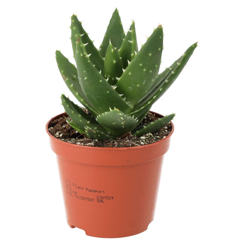 PR Live Plant. Aloe mitriformis (Medium)