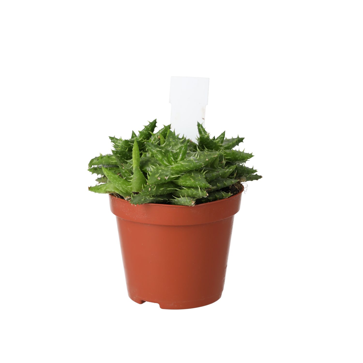 PR Live plant. Aloe squarrosa (Medium)