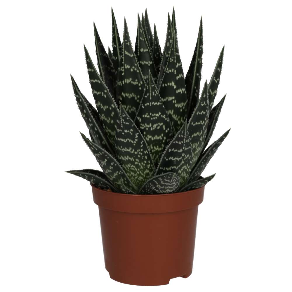 PR Live Plant: Aloe Tiki Tahi (Medium)