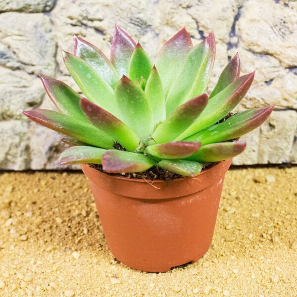 PR Live plant. Echeveria ebony (5cm pot) – Peregine