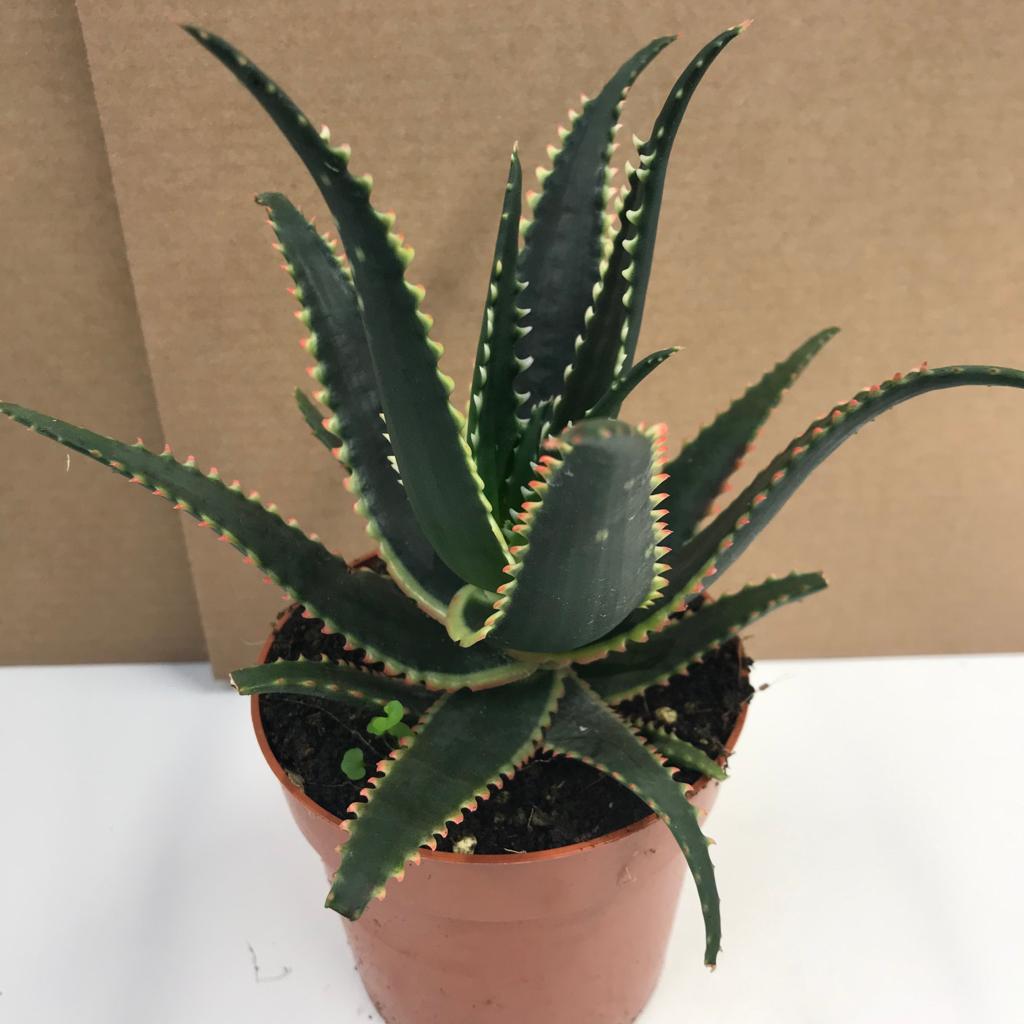 PR Live plant. Prickly Aloe (Large)