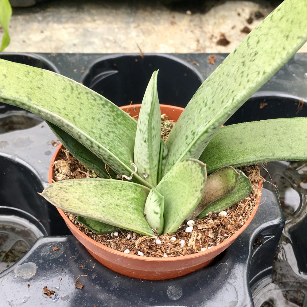 PR Live plant. Gasteria "little warty" (Medium) | Peregrine