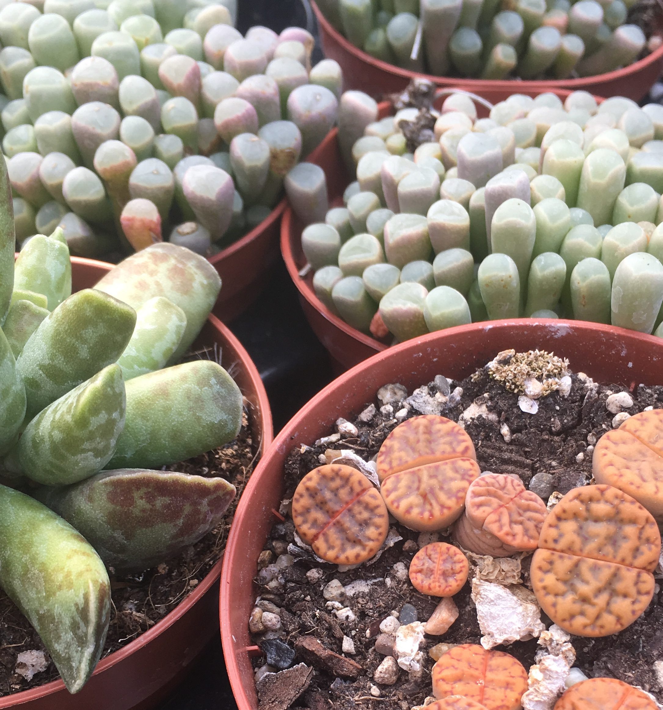 PR Live plant. Lithops (Large)