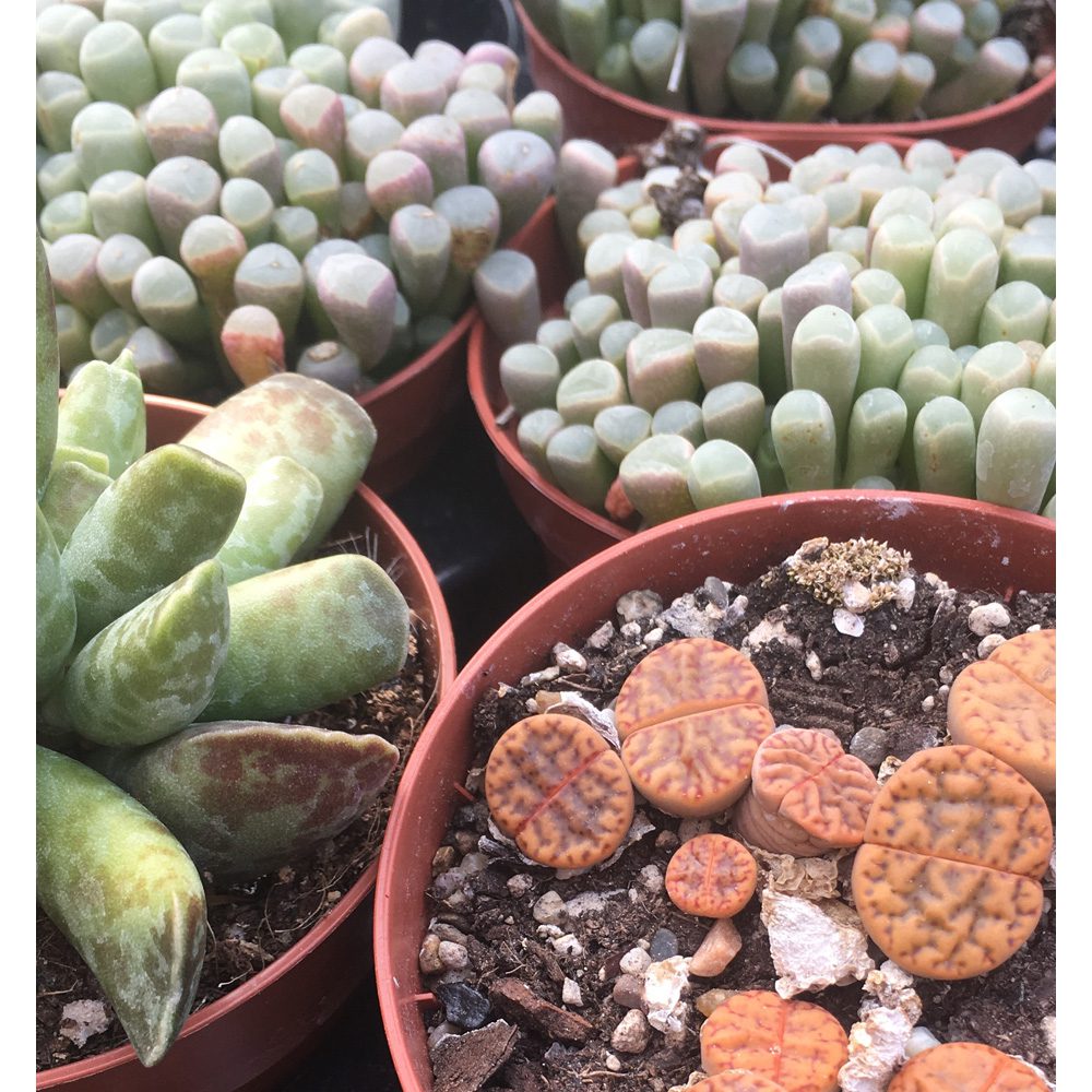 PR Live plant. Lithops (Large)