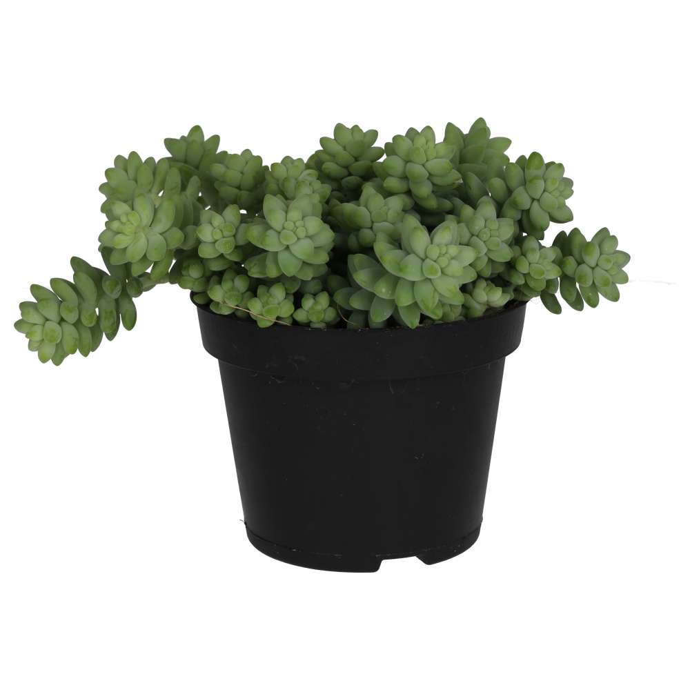 PR Live plant. Sedum burrito (Large)