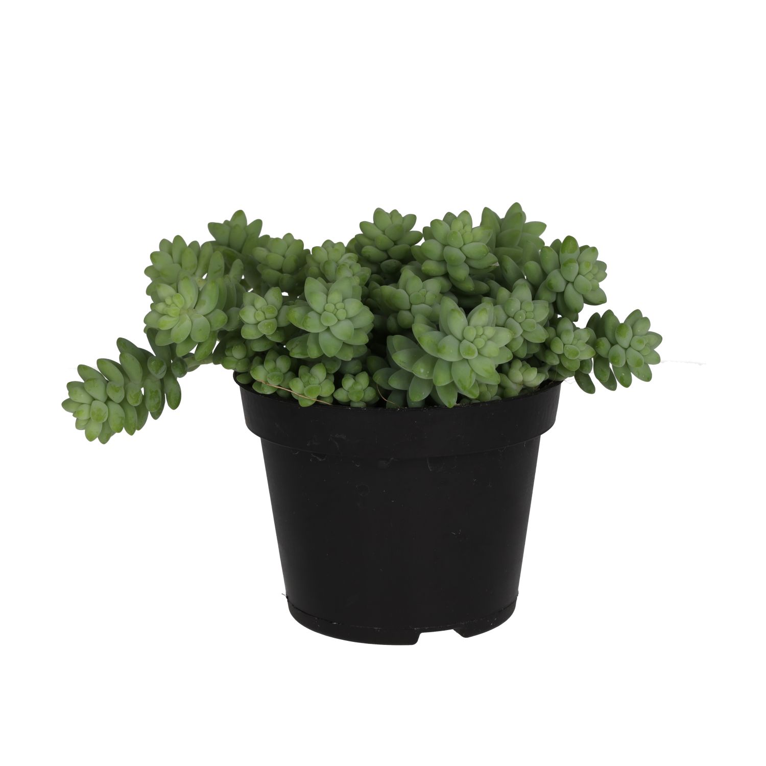 PR Live plant. Sedum burrito (Large)