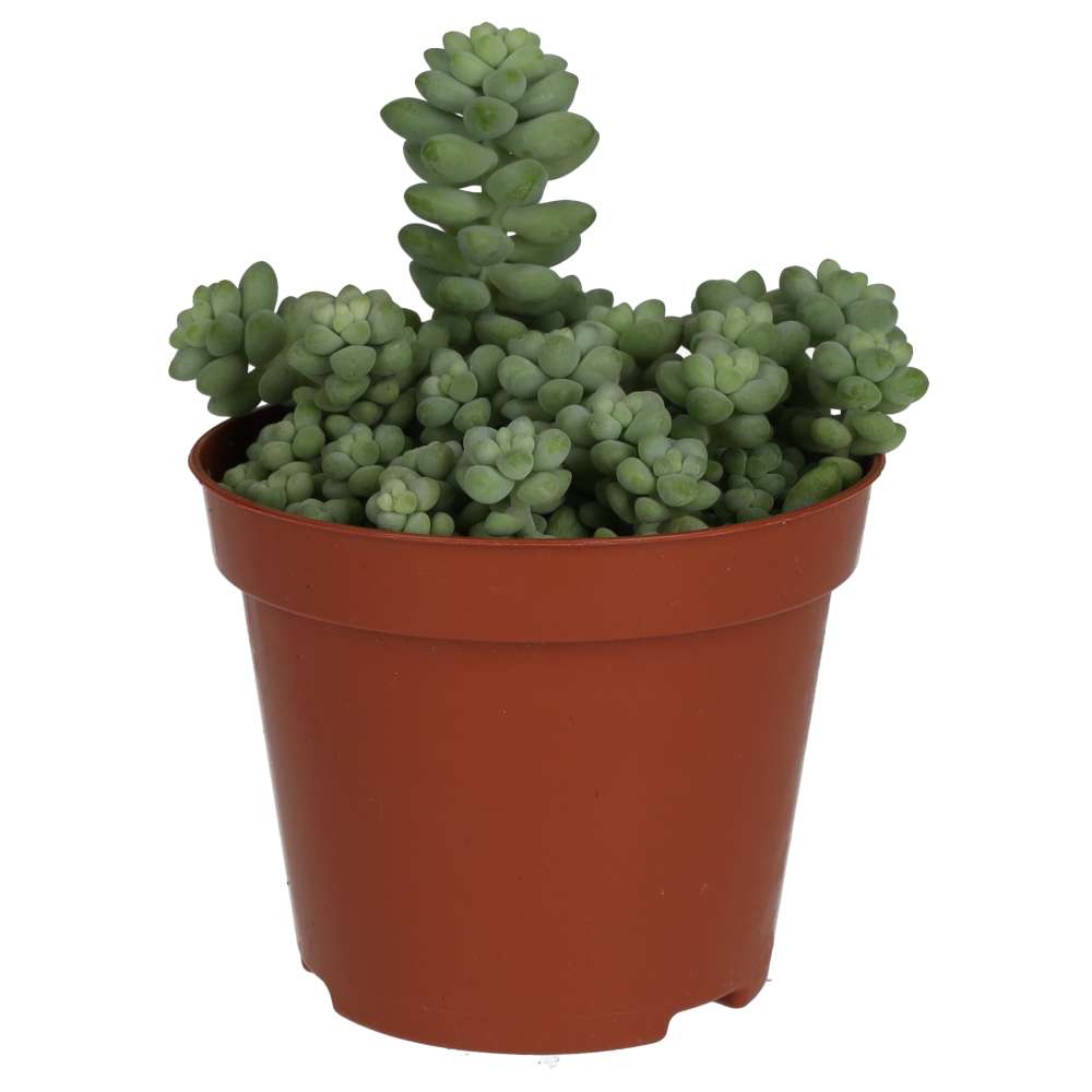 PR Live plant. Sedum burrito (Medium)