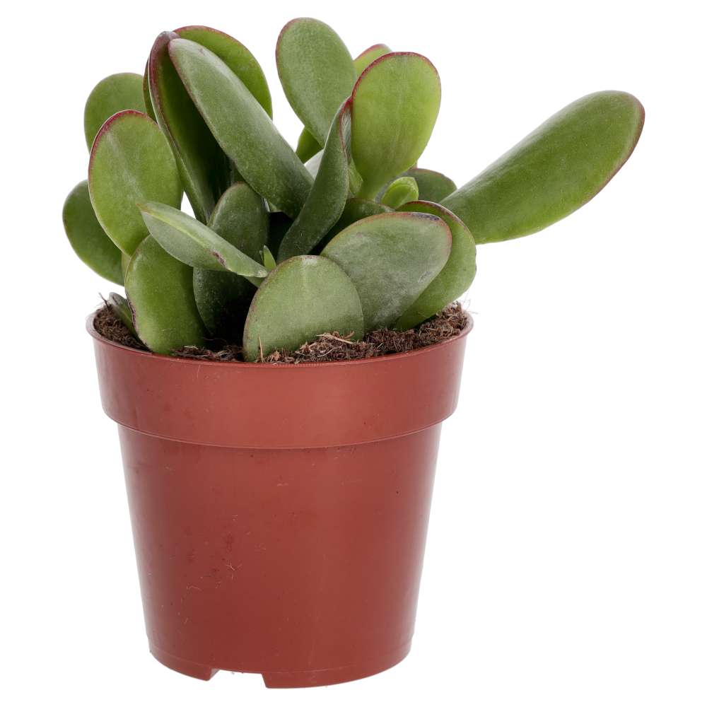 PR Live plant. Jade Plant mix (Medium)