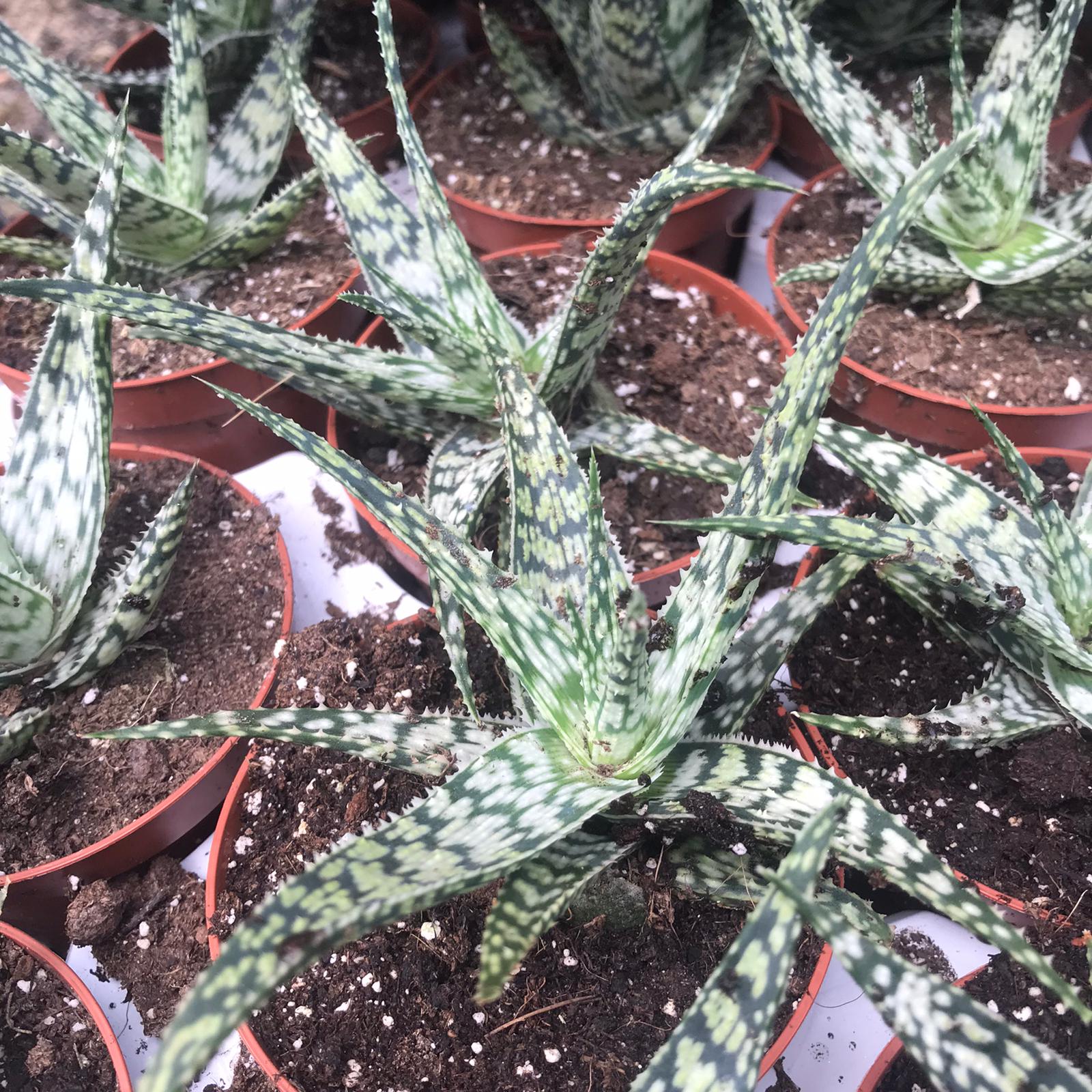 PR Live plant. Aloe rauhii 'Snow Flake' (Medium)