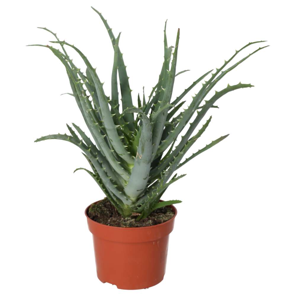 PR Live plant: Torch Aloe (Large)