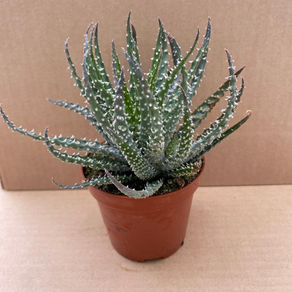 PR Live plant. Spider Aloe (Medium)