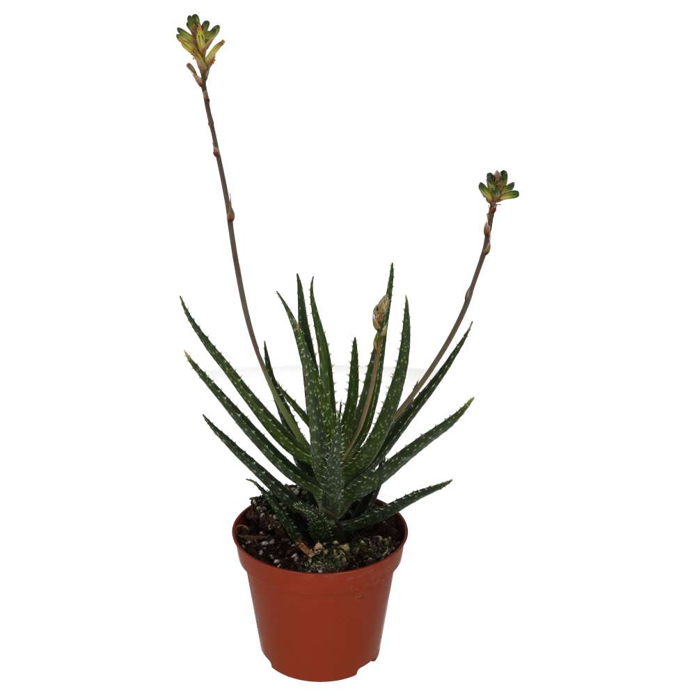 PR Live plant. Aloe Jaco (Medium)