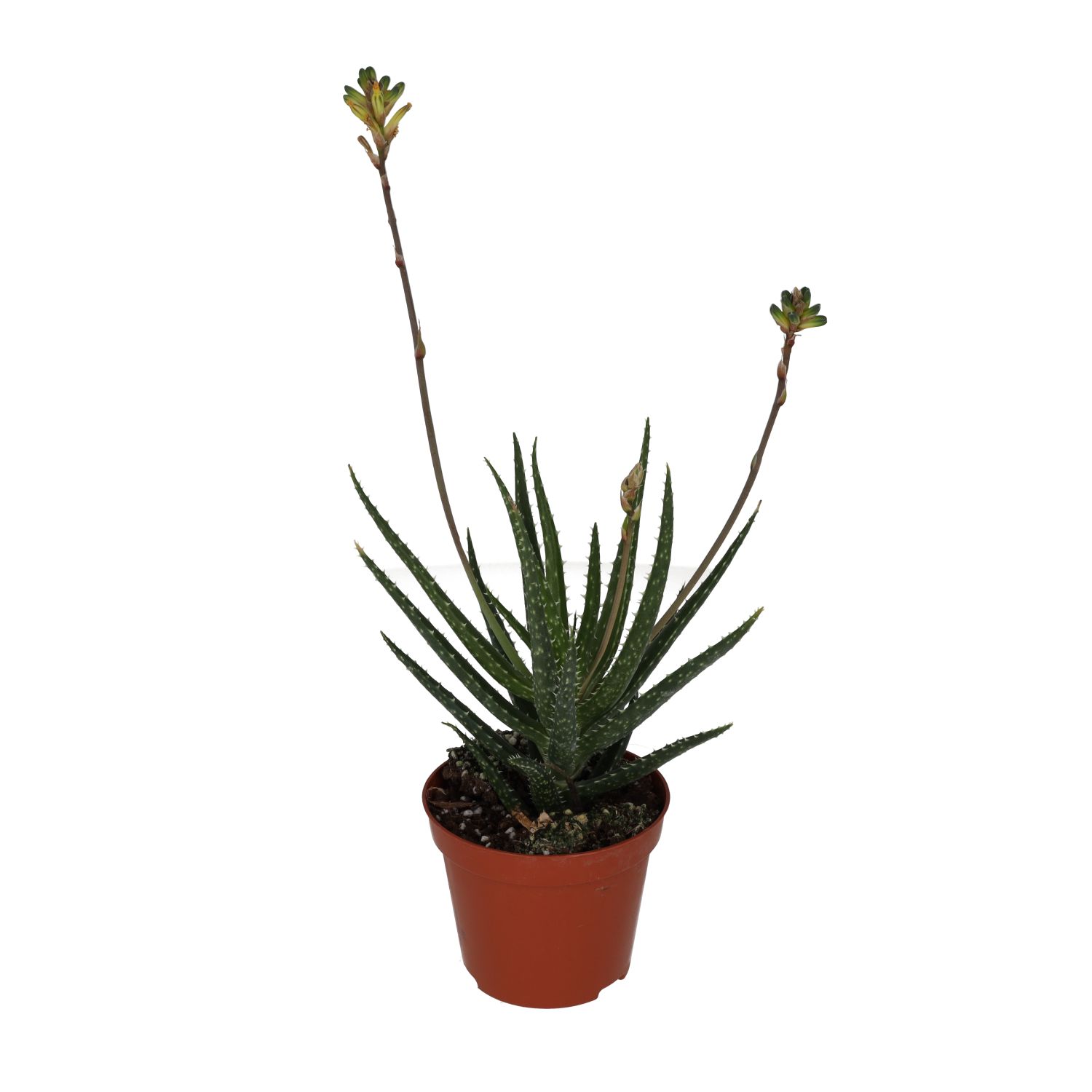 PR Live plant. Aloe Jaco (Medium)