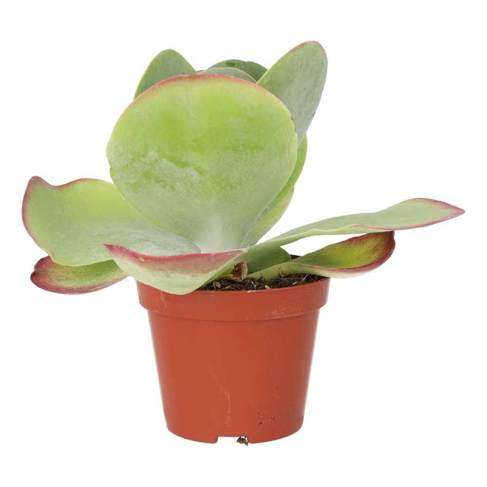 PR Live plant. Paddle Plant 'Red Lips' (Medium)