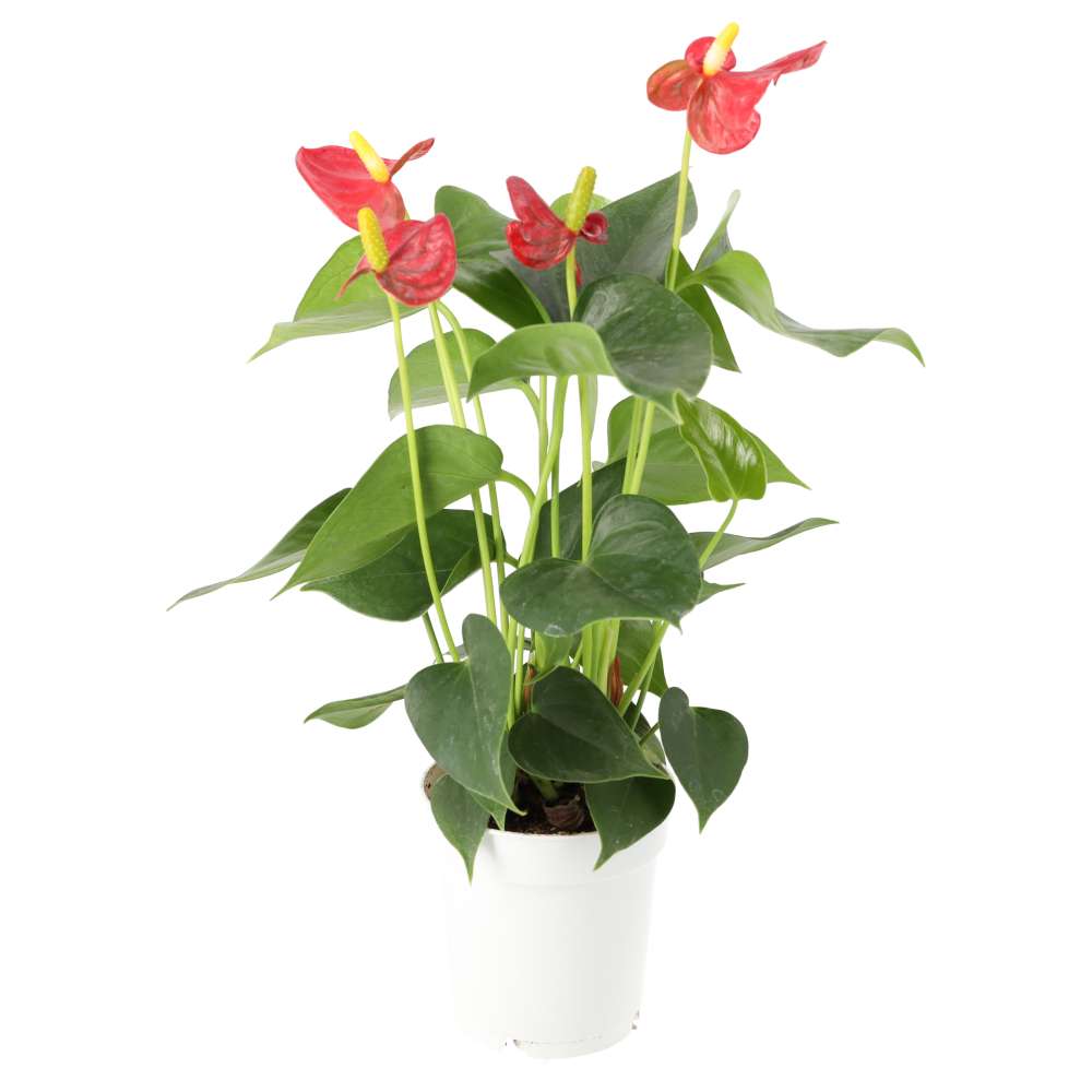 PR Live plant: Flamingo Flower (Medium)