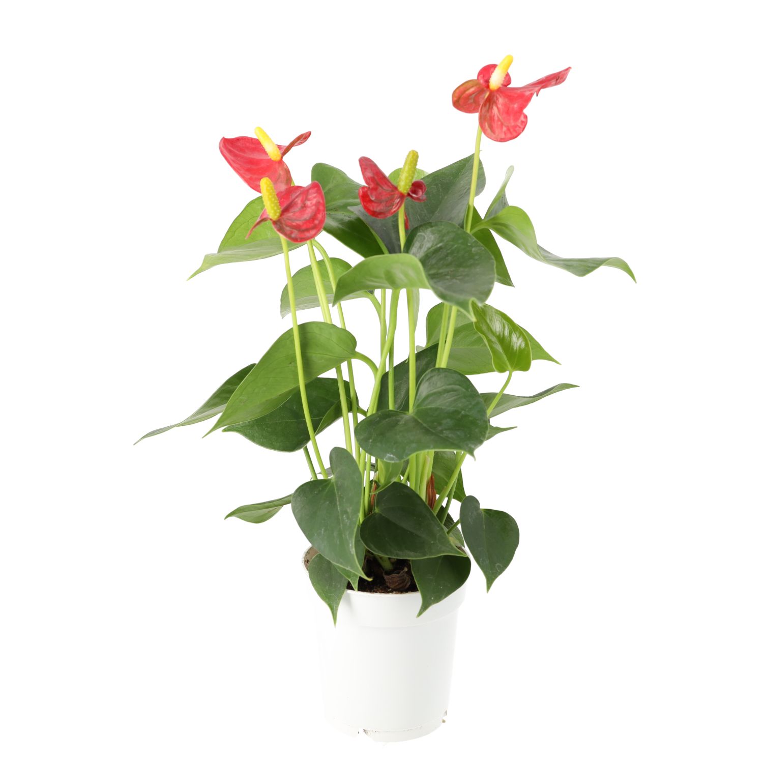 PR Live plant: Flamingo Flower (Medium)