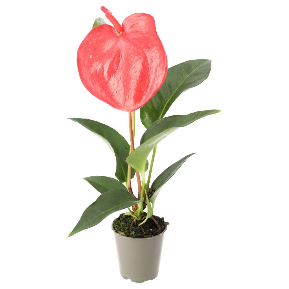 PR Live plant: Flamingo Flower (Small)