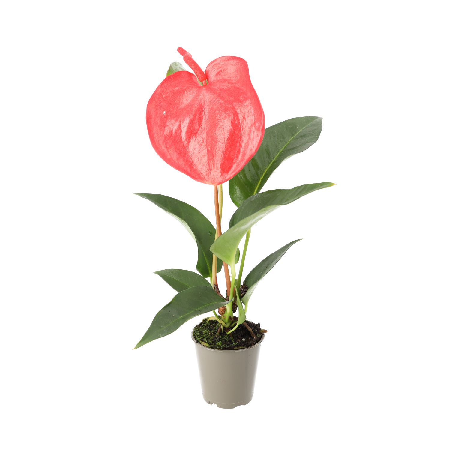 PR Live plant: Flamingo Flower (Small)