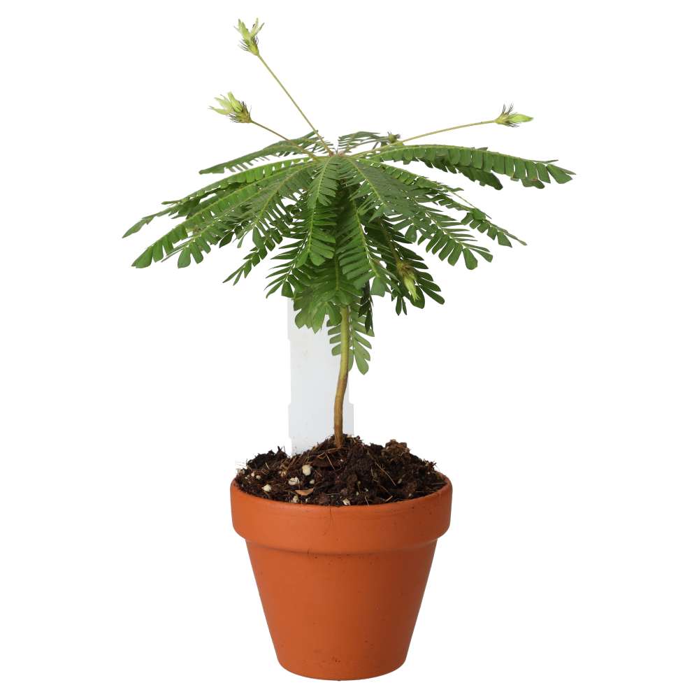 PR Live plant. Little Tree Plant (Medium)