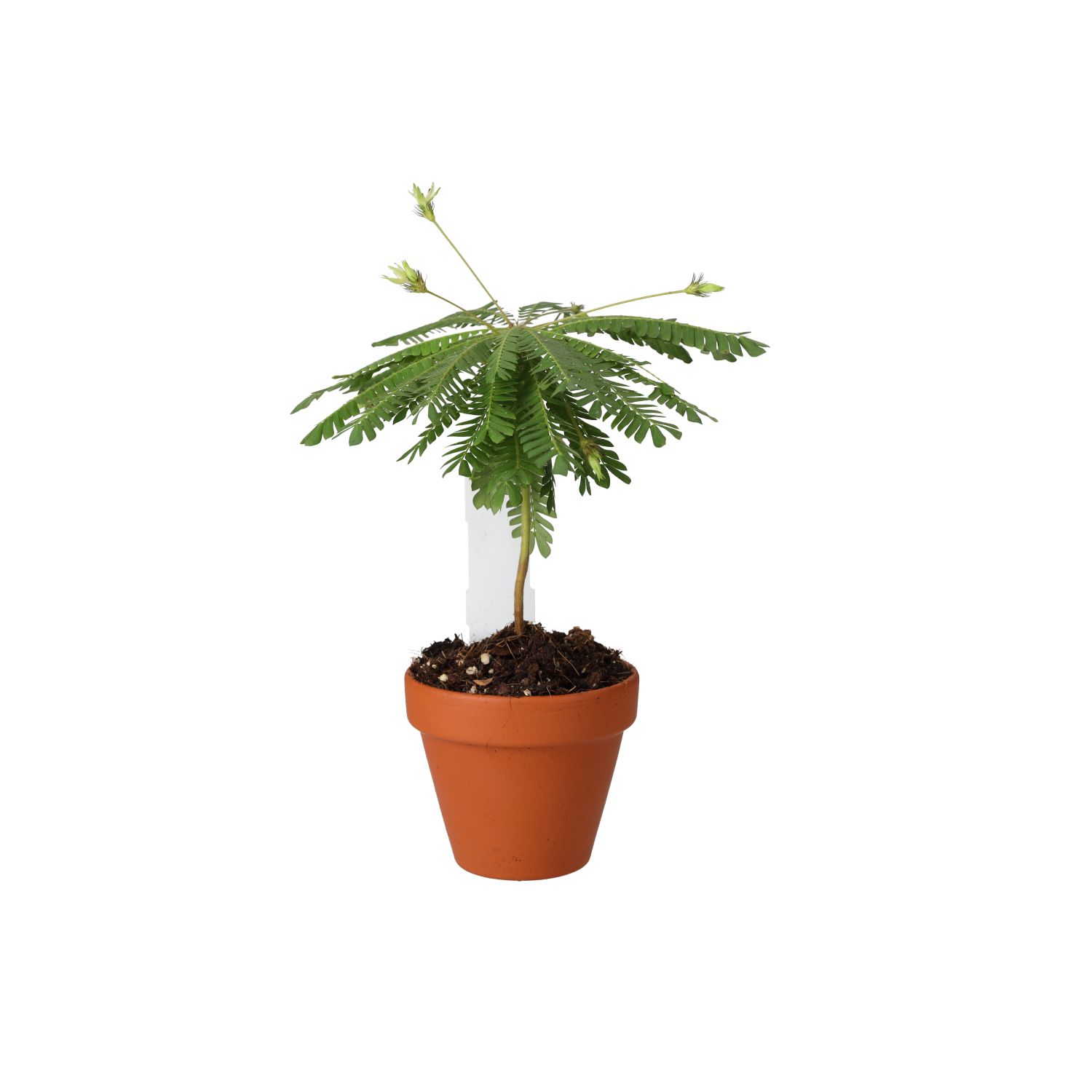 PR Live plant. Little Tree Plant (Medium)