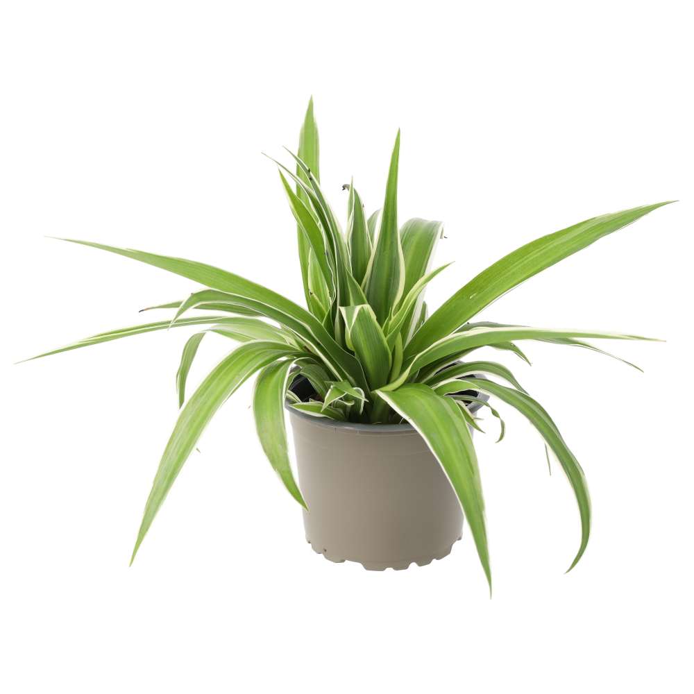 PR Live plant. Spider plant (Medium)