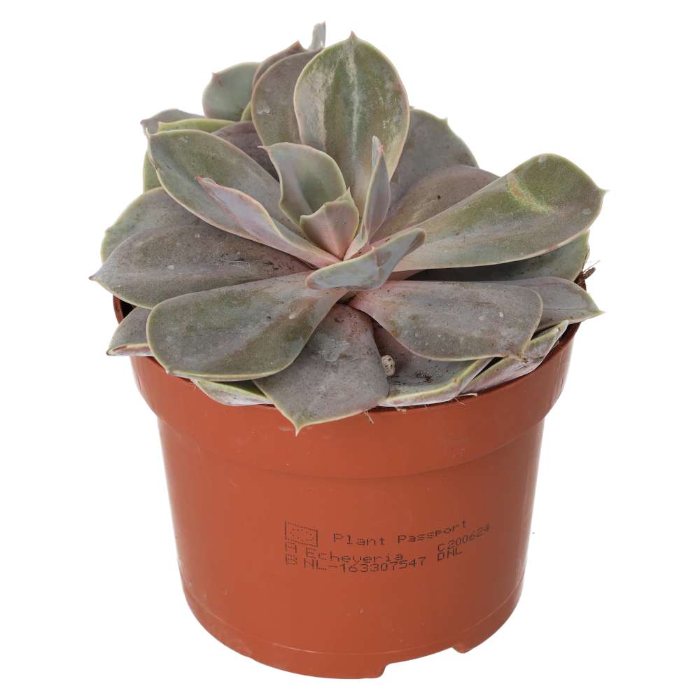 PR Live plant. Echeveria Purple Perle (Large)