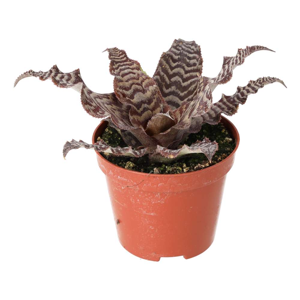 PR Live plant. Cryptanthus (Medium)