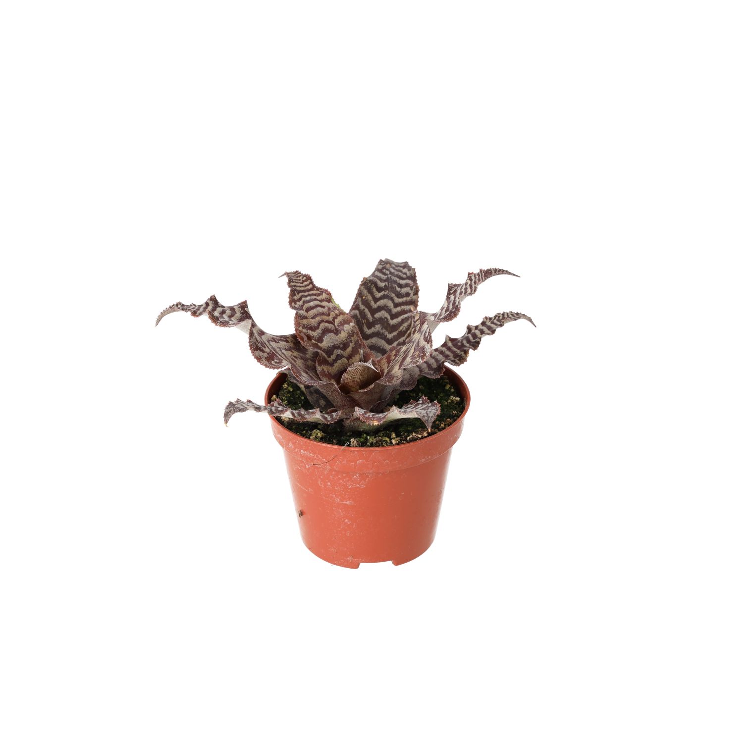 PR Live plant. Cryptanthus (Medium)