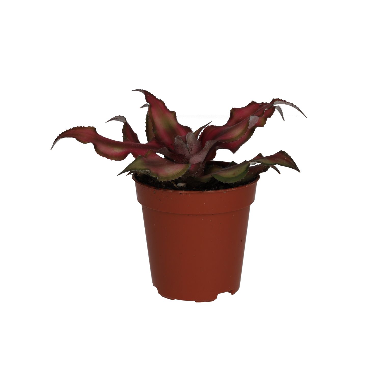 PR Live plant. Cryptanthus (Small)