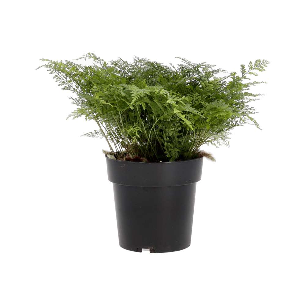 PR Live plant. Davallia Fern (X Large)