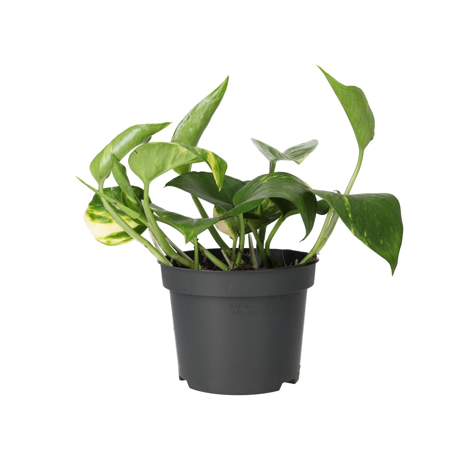 PR Live Plant. Epipremnum aureum (Large)