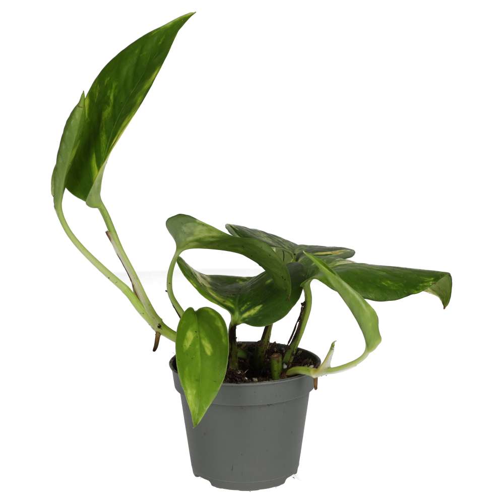 PR Live plant. Epipremnum aureum (Small)