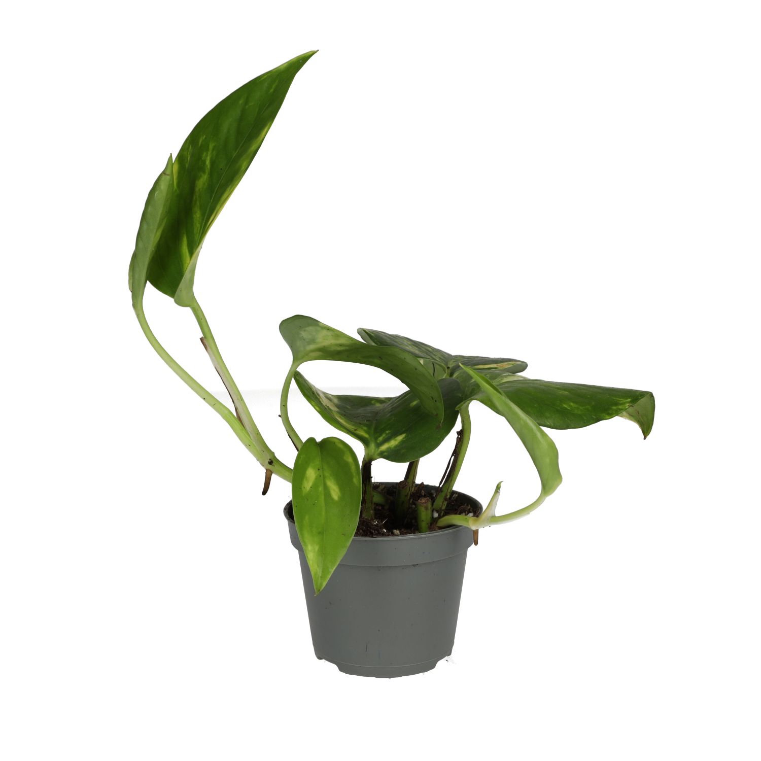 PR Live plant. Epipremnum aureum (Small)