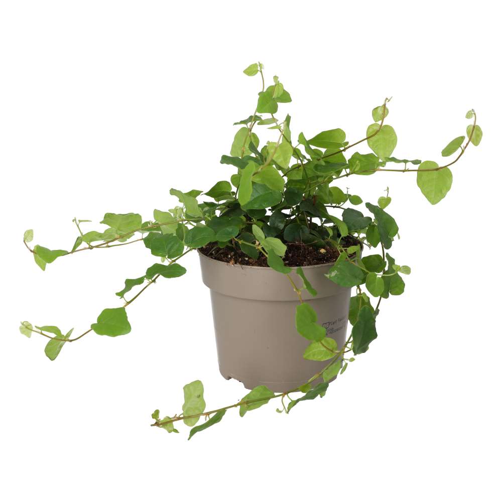 PR Live Plant: Creeping Fig (Large)