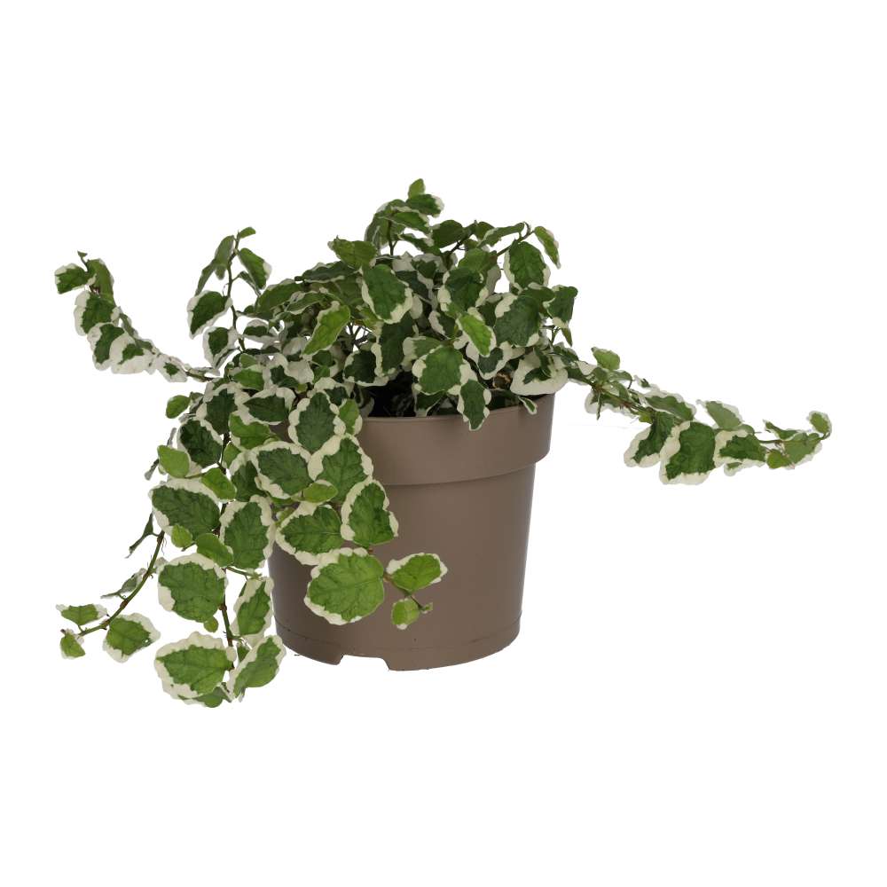 PR Live Plant: Creeping Fig 