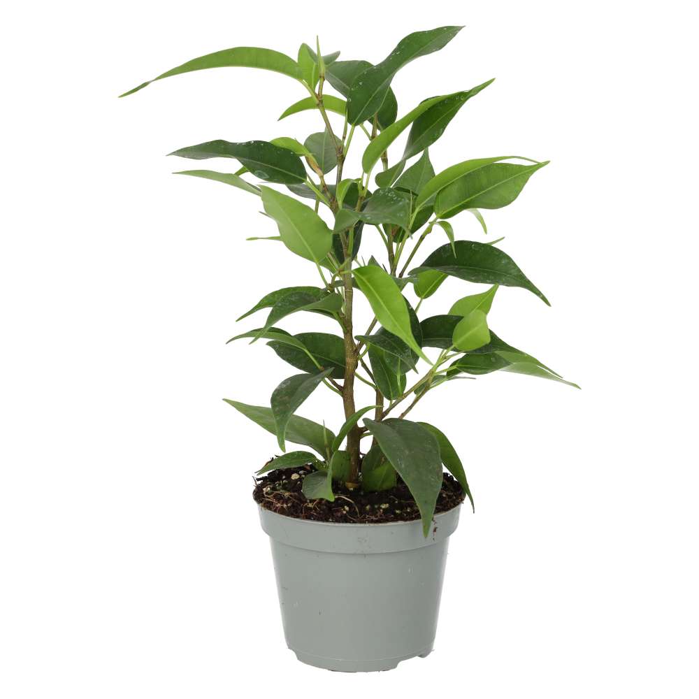 PR Live plant: Weeping Fig (Small)