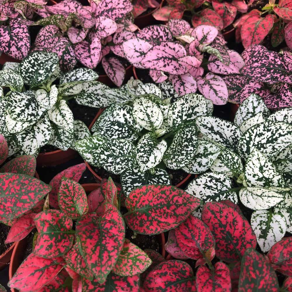 PR Live plant. Fittonia mix (Medium) | Peregrine