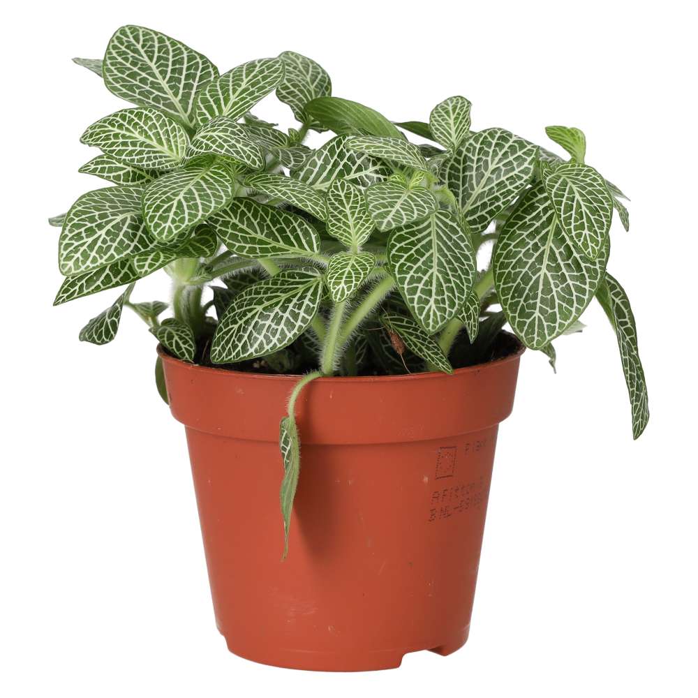 PR Live plant. Fittonia mix (Medium)