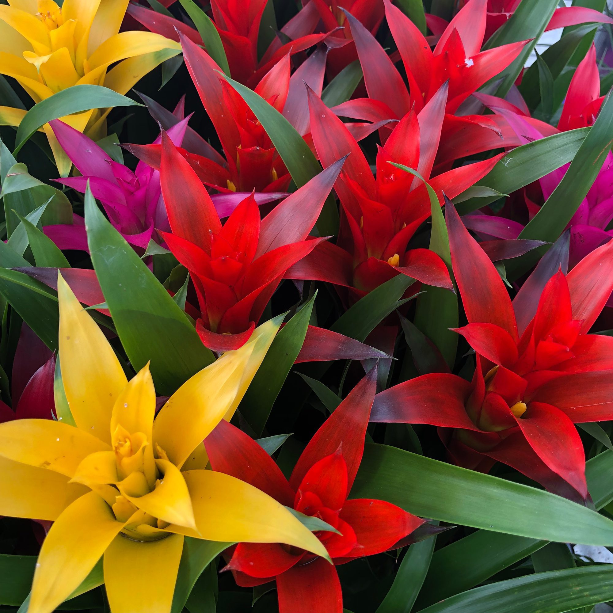 PR Live plant. Guzmania (Small) | Peregrine