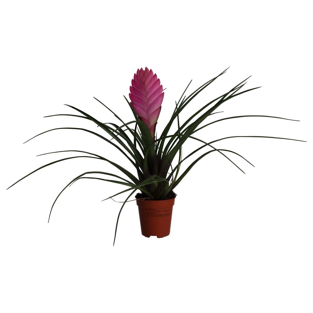 PR Live plant. Pink Quill Bromeliad (Small)