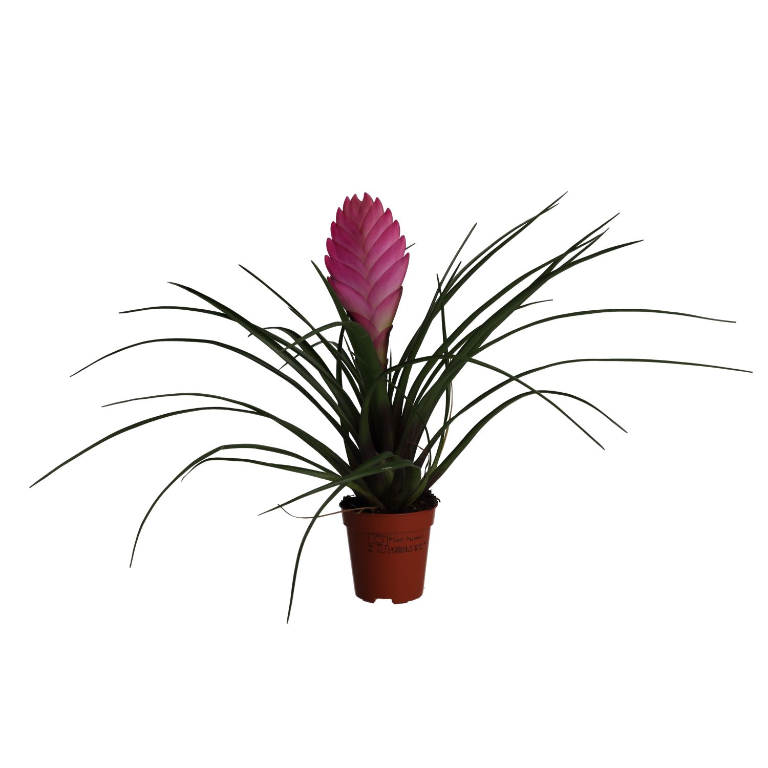 PR Live plant. Pink Quill Bromeliad (Small)